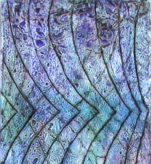 De Profundiis: Superficie n.8